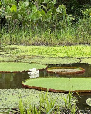 Adriana Arboleda Instagram - Muchos años queriendo conocer Amazonas, y por fin lo logre! 
Ya entiendo porque tuve que esperar tanto... Debía ser con la mejor compañía, en un lugar muy especial y en esta poca del año!  Amazonas 💚