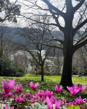 Agatha Christie Instagram - 🪻Cyclamen by the River Dart. Magnolia beside the greenhouse. It must be another #Greenway garden appreciation post! What is the best flower blooming where you are?