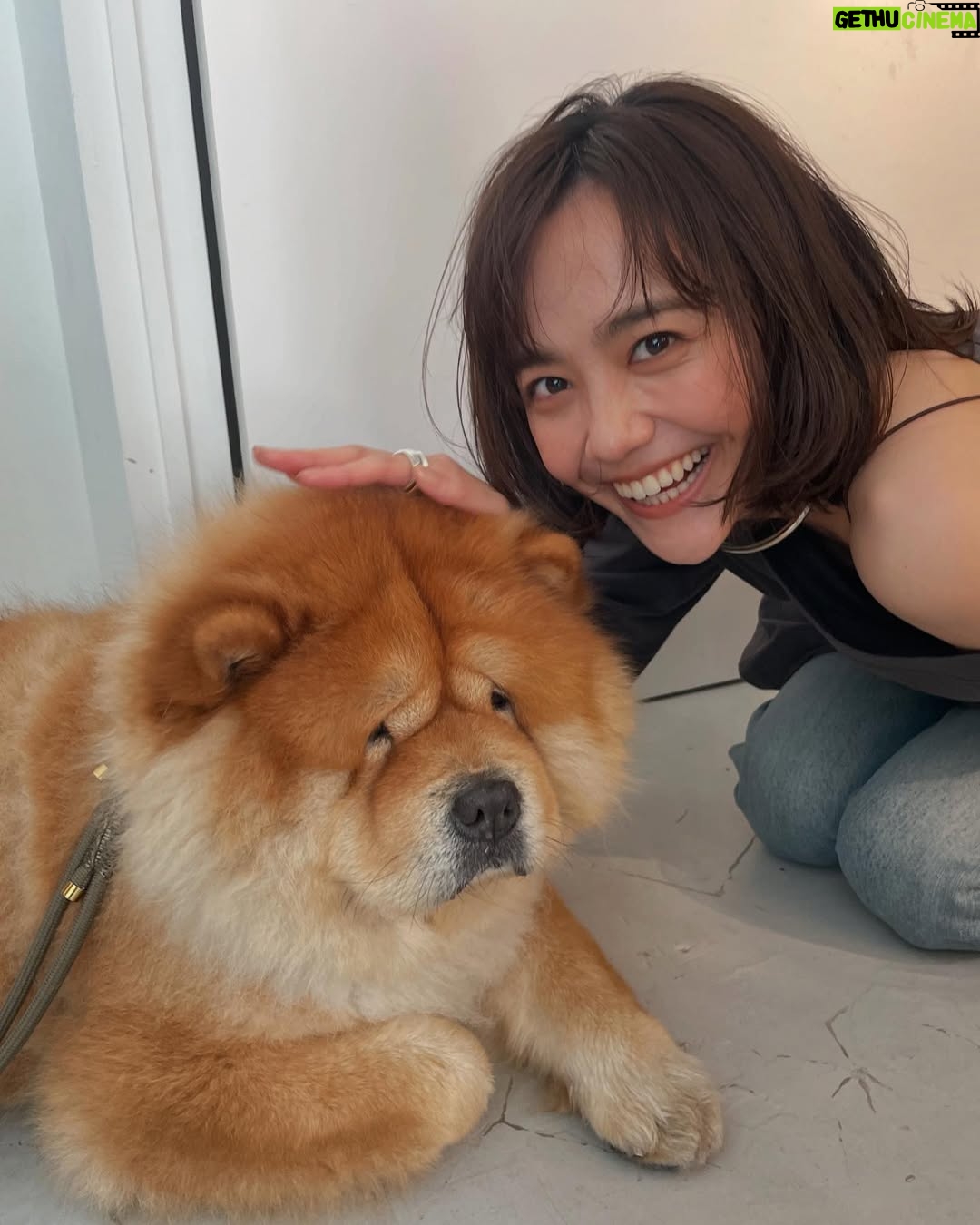 Airi Matsui - 9.2K Likes - スタジオにいた🐶ちゃん。
ぬいぐるみみたいでもふもふ〜✨
お顔がたまらなくかわいくてツボでした🤎