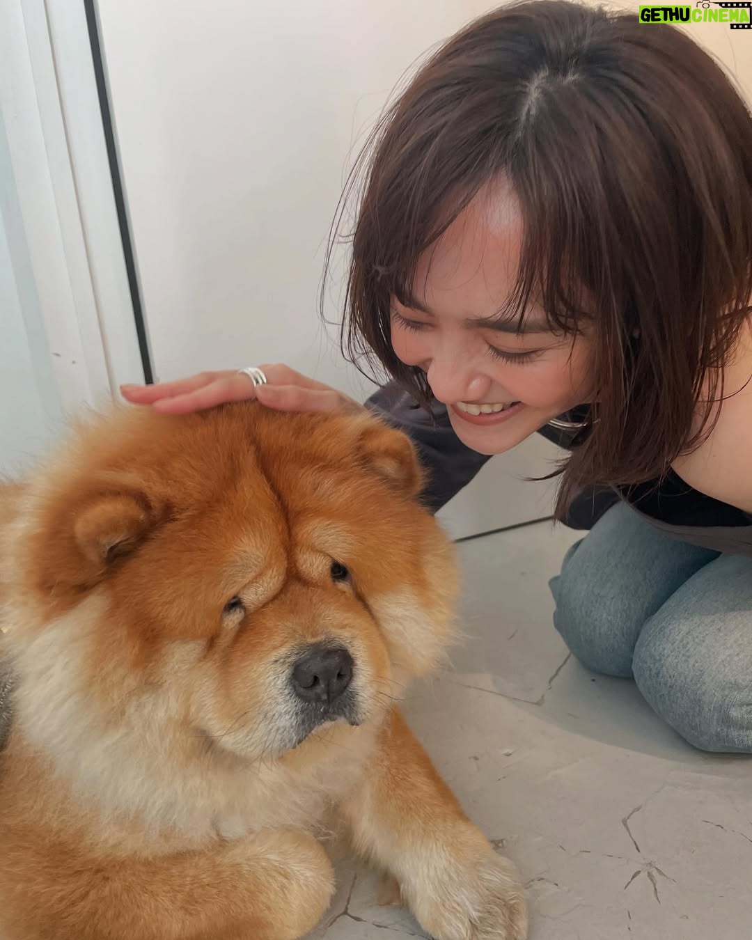 Airi Matsui - 9.2K Likes - スタジオにいた🐶ちゃん。
ぬいぐるみみたいでもふもふ〜✨
お顔がたまらなくかわいくてツボでした🤎