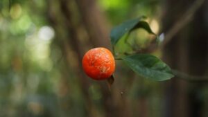 Alice Waters Instagram - Known as "the Fruit of Ghosts," Citrus indica (Memang Nerang) is the wild ancestor of all the oranges growing around the world today. Although it’s hard to find, small and tastes extremely bitter, this endangered fruit matters to us all. It possesses genetic traits which could help defend the global crop from a devastating pathogen known as citrus greening disease which is sweeping through the world’s citrus monocultures.

Author Dan Saladino has spent more than a decade researching foods at risk of extinction and highlighting the importance of saving crop diversity. To tell the story of Citrus indica he travelled to India’s Garo Hills, the place citrus originated and where the wild fruit still grows.

Dan trekked for hours through forests in search of Citrus indica and spent time with the Garo people, learning about their relationship with the fruit. In collaboration with @nesfas, an organisation protecting indigenous food systems, Rose was given special permission to film the trip on the condition the footage was shared with schools in nearby communities, as so little is known about this remote region and its endangered biodiversity.

While Dan was in the Garo Hills, Rose met with Tracy Khan, curator of the Citrus Collection at UC Riverside, home to the world’s largest citrus collection of 1,050 unique cultivars. With a permission slip signed by Governor Gavin Newsom we were allowed to leave with fruit picked from the collection’s Citrus indica tree.

We also traveled to Sicily to learn about unique and endangered citrus varieties that have evolved around Mount Etna. Here we ate varieties of psychedelically vivid oranges off the tree, their bright colours caused by the volcano’s micro-climate.

Back home, we sent the fruit from UC Riverside to National Geographic photographer Anand Varma to be documented, along with local citrus as unique as the varieties in Sicily, sourced by rare fruit distributor Joyce Zhang from small citrus farms across California.

This film documents our journey from India to Italy to California in search of rare and forgotten citrus, highlighting how preserving citrus biodiversity could be key to ensuring the survival of citrus itself.