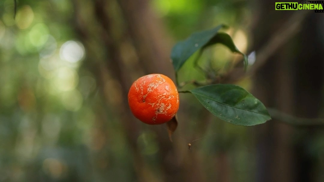 Alice Waters - 1.4K Likes - Known as "the Fruit of Ghosts," Citrus indica (Memang Nerang) is the wild ancestor of all the oranges growing around the world today. Although it’s hard to find, small and tastes extremely bitter, this endangered fruit matters to us all. It possesses genetic traits which could help defend the global crop from a devastating pathogen known as citrus greening disease which is sweeping through the world’s citrus monocultures.

Author Dan Saladino has spent more than a decade researching foods at risk of extinction and highlighting the importance of saving crop diversity. To tell the story of Citrus indica he travelled to India’s Garo Hills, the place citrus originated and where the wild fruit still grows.

Dan trekked for hours through forests in search of Citrus indica and spent time with the Garo people, learning about their relationship with the fruit. In collaboration with @nesfas, an organisation protecting indigenous food systems, Rose was given special permission to film the trip on the condition the footage was shared with schools in nearby communities, as so little is known about this remote region and its endangered biodiversity.

While Dan was in the Garo Hills, Rose met with Tracy Khan, curator of the Citrus Collection at UC Riverside, home to the world’s largest citrus collection of 1,050 unique cultivars. With a permission slip signed by Governor Gavin Newsom we were allowed to leave with fruit picked from the collection’s Citrus indica tree.

We also traveled to Sicily to learn about unique and endangered citrus varieties that have evolved around Mount Etna. Here we ate varieties of psychedelically vivid oranges off the tree, their bright colours caused by the volcano’s micro-climate.

Back home, we sent the fruit from UC Riverside to National Geographic photographer Anand Varma to be documented, along with local citrus as unique as the varieties in Sicily, sourced by rare fruit distributor Joyce Zhang from small citrus farms across California.

This film documents our journey from India to Italy to California in search of rare and forgotten citrus, highlighting how preserving citrus biodiversity could be key to ensuring the survival of citrus itself.