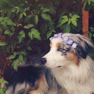 Alisha Newton Instagram - rest in peace Zoey 🤍
I always wished for her to live forever when I blew out the candles. She raised me. Little. Zo. My best friend. Softest and happiest girl.