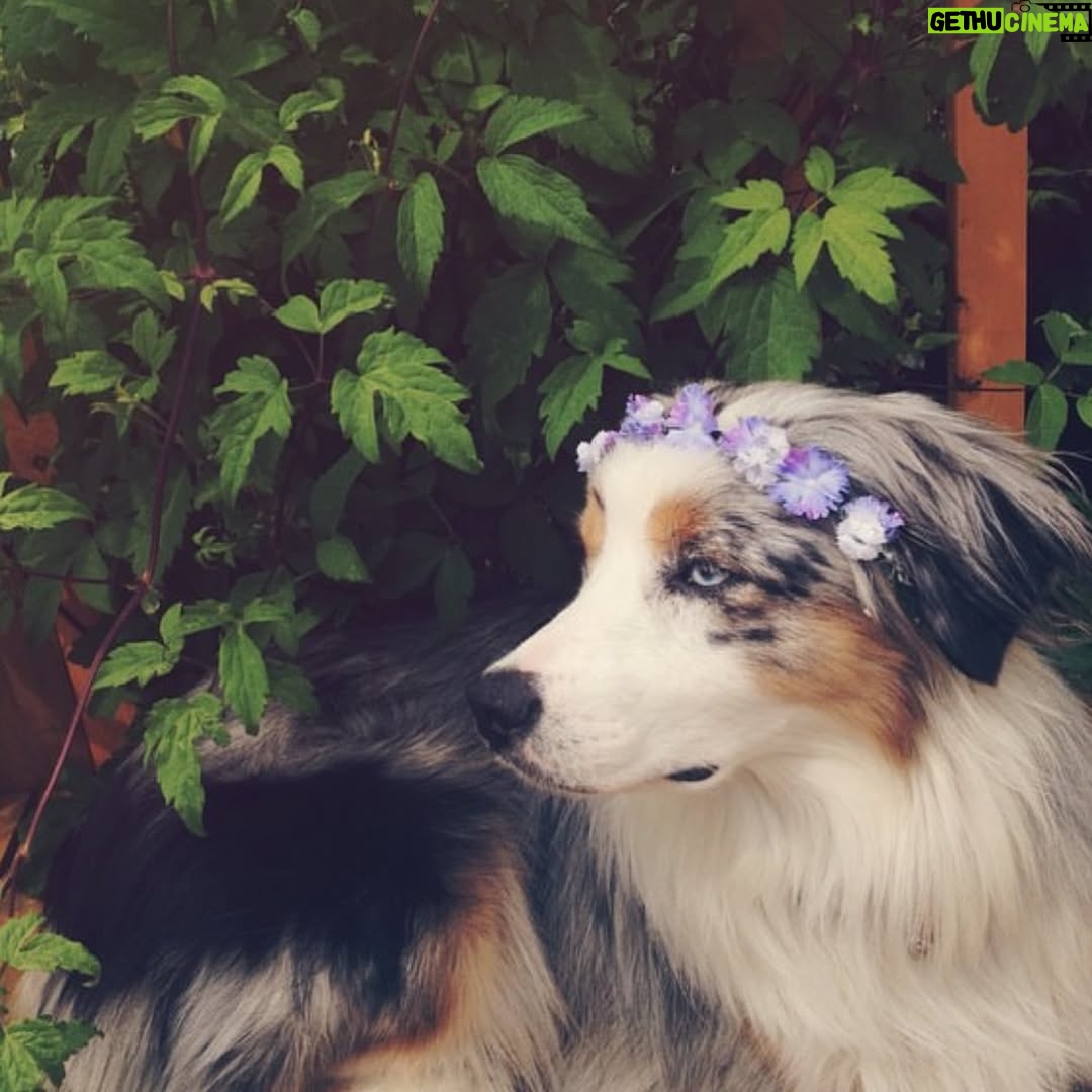 Alisha Newton - 85.9K Likes - rest in peace Zoey 🤍
I always wished for her to live forever when I blew out the candles. She raised me. Little. Zo. My best friend. Softest and happiest girl.