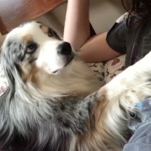 Alisha Newton Instagram - rest in peace Zoey 🤍
I always wished for her to live forever when I blew out the candles. She raised me. Little. Zo. My best friend. Softest and happiest girl.