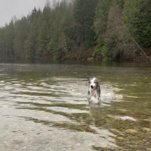 Alisha Newton Instagram - rest in peace Zoey 🤍
I always wished for her to live forever when I blew out the candles. She raised me. Little. Zo. My best friend. Softest and happiest girl.
