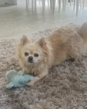 Amelia Lily Instagram - My darling Elphie, you can rest in peace now 🤍 today we said goodbye but I will never ever forget you and the memories we shared together. I will think of you every day. The amount of joy and happiness you have brought me is unexplainable. You’ve been with me through literally everything. Three years you have fought heart failure being the tough cookie you are , being on numerous of tablets morning and night. This week has been exceptionally tough watching you deteriorate so rapidly and you had totally given up. You can be with Belle and Ruby now. My first little baby and companion. I will love you always and forever my little Elphie 🤍🤍🤍