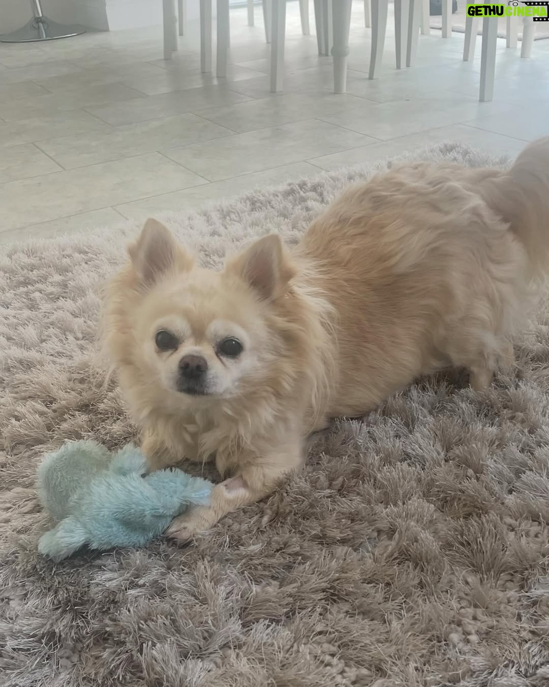 Amelia Lily - 2K Likes - My darling Elphie, you can rest in peace now 🤍 today we said goodbye but I will never ever forget you and the memories we shared together. I will think of you every day. The amount of joy and happiness you have brought me is unexplainable. You’ve been with me through literally everything. Three years you have fought heart failure being the tough cookie you are , being on numerous of tablets morning and night. This week has been exceptionally tough watching you deteriorate so rapidly and you had totally given up. You can be with Belle and Ruby now. My first little baby and companion. I will love you always and forever my little Elphie 🤍🤍🤍