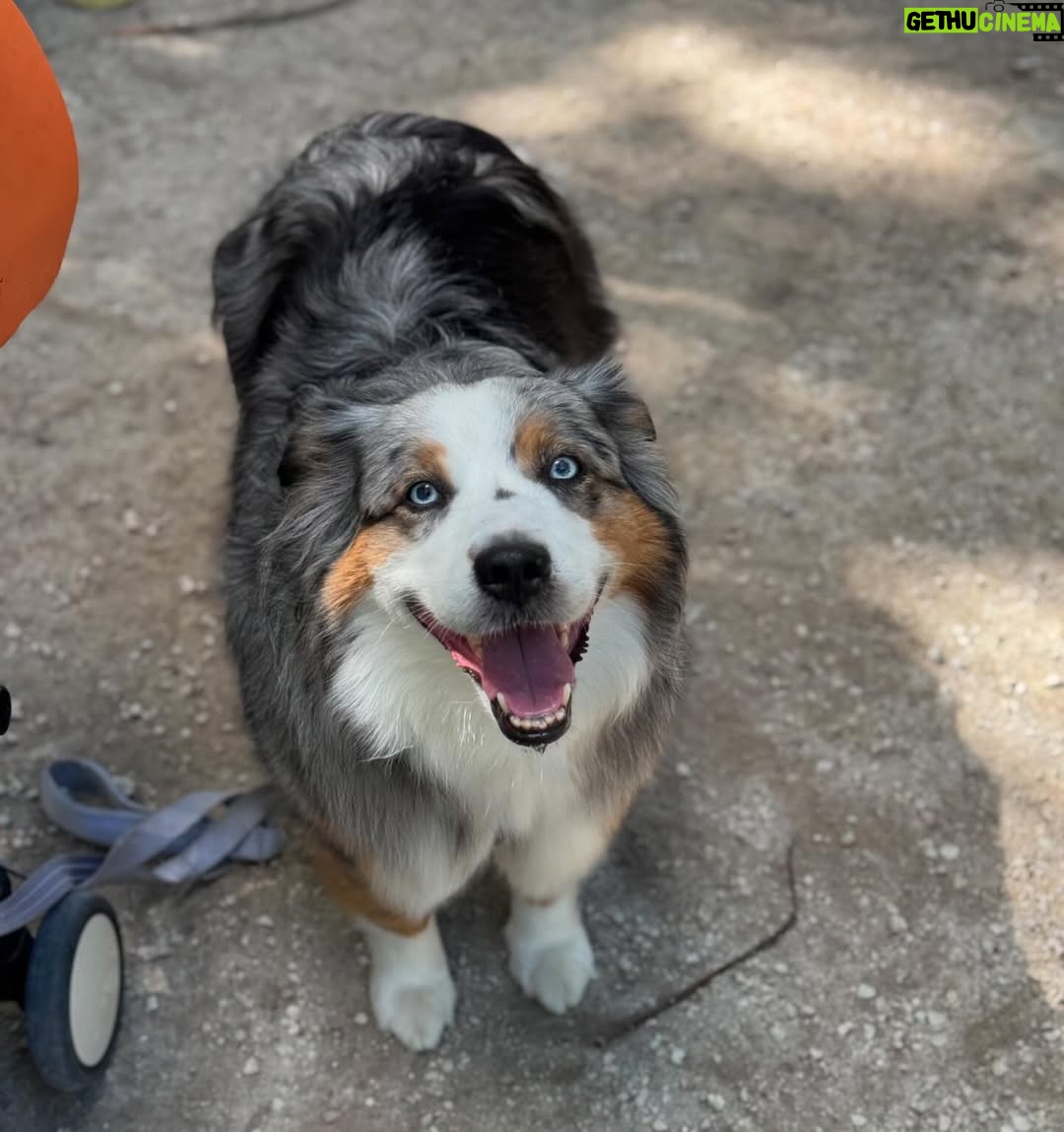 Andrea Nocetti - 1.2K Likes - Un día en la granja con mis muñecos… No hay nada como compartir con animales y respirar aire puro… y lo mejor es que la Lola nos pudo acompañar 🐶🐮🐷🦆🐤 #farm #animals #fun #family #myboys #lucianminski #minskitwins #momofboys