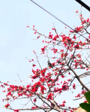 Antara Naina Roy Majumder Instagram - 🥀যখন জমবে ধুলা তানপুরাটার তারগুলায়,কাঁটালতা উঠবে ঘরের দ্বারগুলায়..🍂