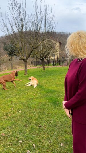 Antonella Clerici Instagram - Le mattine nella #CasaNelBosco iniziano così con i miei adorati pelosoni 😜❤️ #Argo #Simba #dog #buongiorno