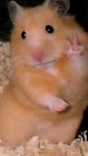 Arantza Ruiz Instagram - Si se fijan bien, es muy claro que no puedo guiñar el ojo😜
.
.
.
.
.
.
#comedia #hamster #hamstergram #straykids #tae  #jungkook  #army #straykids #skz #felix #leeknow #in #changbin #bangchan #hyunjin