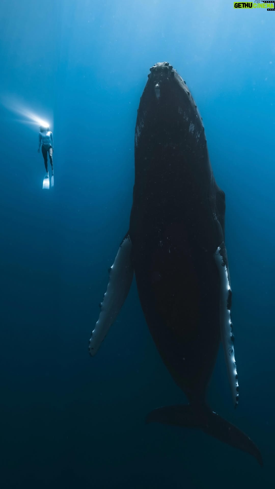 Ariadna Hafez Navarro - 7.8K Likes - Audio real 🎧 Comparativa de tamaño entre una ballena jorobada adulta y una persona (con aletas largas).
Les pongo en situación. Imagínense tener a una mama y bebe ballena nadando de frente a ti en plena superficie. De repente, cuando están cerca, se paran en seco. La mamá se coloca en vertical, con la punta de la cara a medio metro del exterior.. y decide dormirse, en ese instante.. Delante de ti 😐💤!!! No dábamos crédito de lo que estaba pasando, con su bebe al lado, ella cierra los ojos y lo deja a lo suyo para que juegue a su merced, dando volteretas, acercándose y alejándose como quería. Estuvo durmiendo unos 25 minutos, dejando claro que estaba bien cómoda con nuestra presencia. A las ballenas jorobadas se las conoce por dormir a unos 20m de profundidad, por eso este momento lo sentimos tan especial, no es muy común que una ballena jorobada se duerma delante tuya a ras de superficie. Poco a poco se fue sumergiendo, y es donde hice este vídeo, con la guía y dirección de nuestros expertos @mooreamoanatours . Por la edición puede parecer a mucha profundidad, pero el limite de su cabeza estaría a unos 4/5 metros máximo.
Estas experiencias son incomparables porque pasan sin tú decidirlo. El animal decide lo que hacer, acercarse, dormir o jugar contigo. I feel very blessed by all these experiences that the ocean gives me 🤍🙏🏼
🎥 @zimydakid
Shot taken under permit Mao Mana Fundation Permit no. 6223 MCE/DIREN