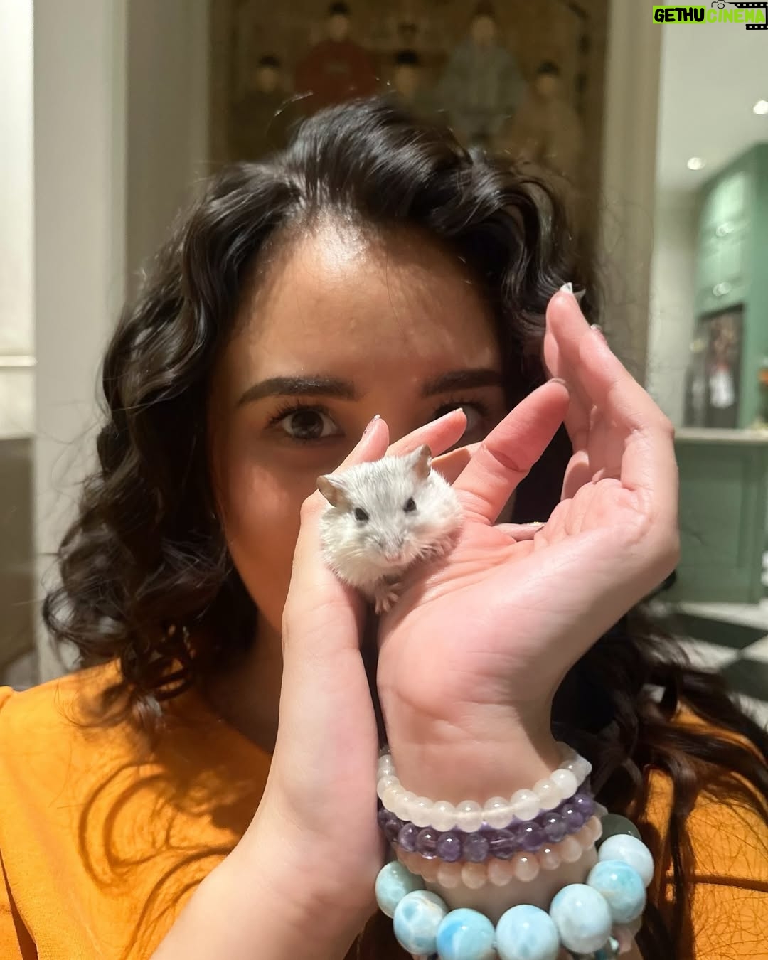Ayushita - 3 Likes - Haawooo selamat pagi, namaku Alex 🐹 please don’t do doodoo on ma head, ok? Love you