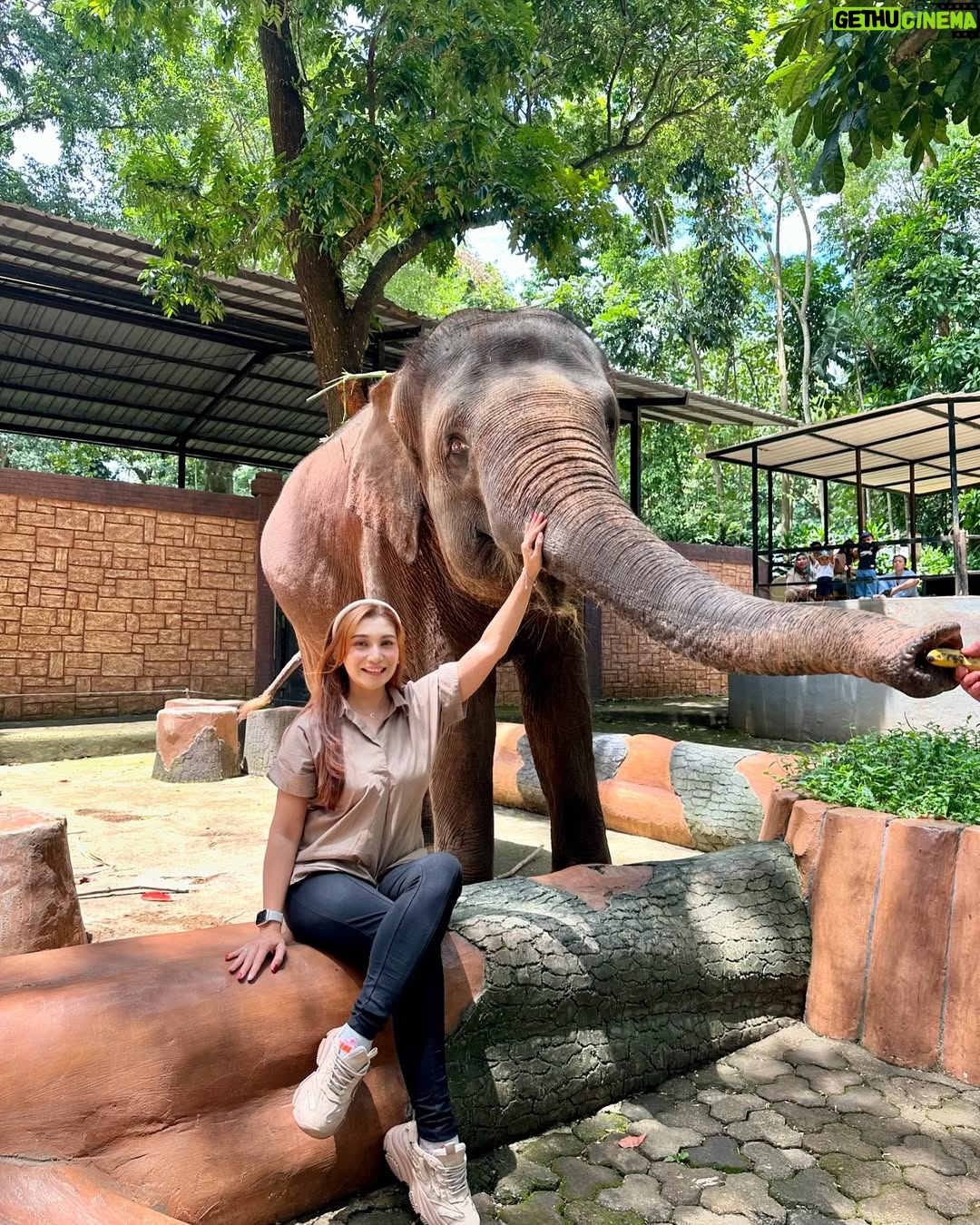 Baby Margaretha - 3 Likes - Hallo Sabazoo!
Hari ini seru banget bisa jalan-jalan sambil belajar dan berkenalan dengan satwa - satwa di Bandung Zoo 🦒🐘🦜🦚
Senang sekali bisa kenalan dengan Salmah si Gajah sumatra cantik🐘, Nakula, Sadewa dan Valen si Binturong gemas, burung - burung yang cantik juga si Ular dengan warna platinum nya 🐍
Jerapah dan Rusa🦒🦌
Kapan lagi bisa rekreasi sambil Healing di tengah kota Bandung, yuk langsung aja dateng ke @bandung_zoo 🦁
📍 @bandung_zoo 🕊️🦩
Jl. Kebun Binatang No.6, Lb. Siliwangi, Kecamatan Coblong, Kota Bandung, Jawa Barat 40132
BANDUNG ZOO tetap BUKA dan beroperasi seperti biasa yaa!
Dengan Jam Operasional mulai pukul 09-00 - 16.00 dan pembelian tiket terakhir pukul 15.30.
Silahkan berkunjung🦁
#bandungzoo #RekreasiSerudiBandungZoo #kebunbinatangbandung #florafauna #satwa #bandungplacetogo #wisatabandung #bandunghits