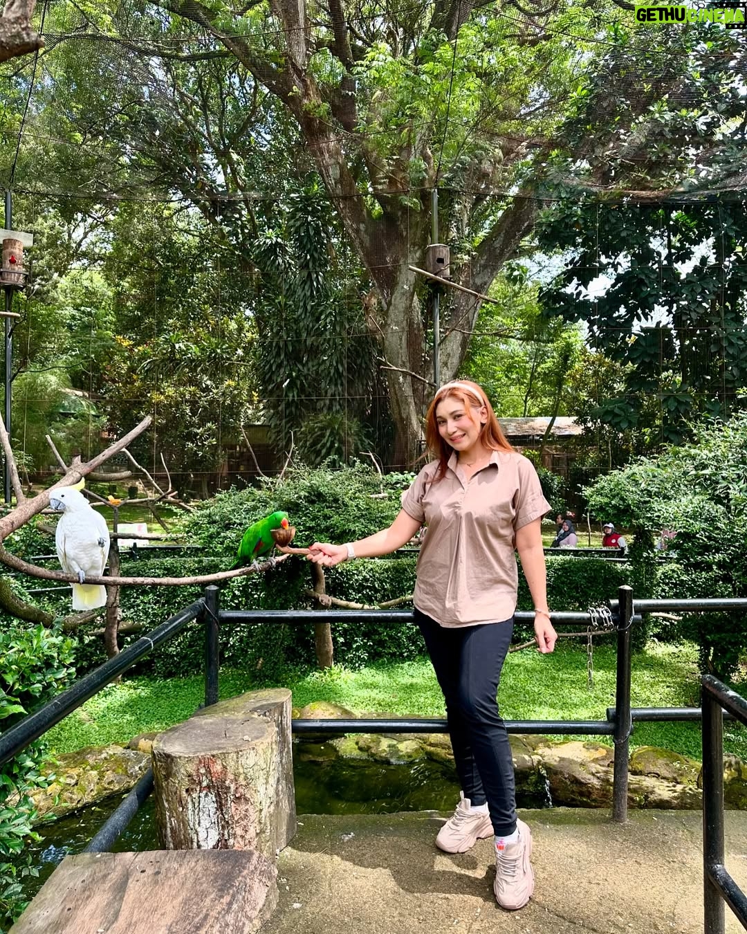Baby Margaretha - 3 Likes - Hallo Sabazoo!
Hari ini seru banget bisa jalan-jalan sambil belajar dan berkenalan dengan satwa - satwa di Bandung Zoo 🦒🐘🦜🦚
Senang sekali bisa kenalan dengan Salmah si Gajah sumatra cantik🐘, Nakula, Sadewa dan Valen si Binturong gemas, burung - burung yang cantik juga si Ular dengan warna platinum nya 🐍
Jerapah dan Rusa🦒🦌
Kapan lagi bisa rekreasi sambil Healing di tengah kota Bandung, yuk langsung aja dateng ke @bandung_zoo 🦁
📍 @bandung_zoo 🕊️🦩
Jl. Kebun Binatang No.6, Lb. Siliwangi, Kecamatan Coblong, Kota Bandung, Jawa Barat 40132
BANDUNG ZOO tetap BUKA dan beroperasi seperti biasa yaa!
Dengan Jam Operasional mulai pukul 09-00 - 16.00 dan pembelian tiket terakhir pukul 15.30.
Silahkan berkunjung🦁
#bandungzoo #RekreasiSerudiBandungZoo #kebunbinatangbandung #florafauna #satwa #bandungplacetogo #wisatabandung #bandunghits