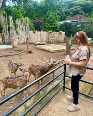Baby Margaretha Instagram - Hallo Sabazoo! 

Hari ini seru banget bisa jalan-jalan sambil belajar dan berkenalan dengan satwa - satwa di Bandung Zoo 🦒🐘🦜🦚
Senang sekali bisa kenalan dengan Salmah si Gajah sumatra cantik🐘, Nakula, Sadewa dan Valen si Binturong gemas, burung - burung yang cantik juga si Ular dengan warna platinum nya 🐍
Jerapah dan Rusa🦒🦌

Kapan lagi bisa rekreasi sambil Healing di tengah kota Bandung, yuk langsung aja dateng ke @bandung_zoo 🦁

📍 @bandung_zoo 🕊️🦩
Jl. Kebun Binatang No.6, Lb. Siliwangi, Kecamatan Coblong, Kota Bandung, Jawa Barat 40132

BANDUNG ZOO tetap BUKA dan beroperasi seperti biasa yaa!
Dengan Jam Operasional mulai pukul 09-00 - 16.00 dan pembelian tiket terakhir pukul 15.30.
Silahkan berkunjung🦁

#bandungzoo #RekreasiSerudiBandungZoo  #kebunbinatangbandung #florafauna #satwa #bandungplacetogo #wisatabandung #bandunghits