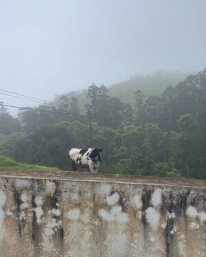 Benedita Pereira Instagram - Entre a chuva e o sol, os fatos de banho e os casacões, entre o verde mais verde que já vi e o azul a perder de vista, entre os banhos quentes e os banhos frios, as paisagens monumentais e as vistas que não se viam mas se imaginavam, entre as milhares de vacas a pastar e os gatinhos tão fofinhos que encontrávamos nos parques. 
Foi assim a nossa viagem de família a São Miguel, sempre acompanhados pelos calorosos micaelenses. Foi tão bom que viemos embora já com planos para voltar! 

Para quem está a planear as suas férias em São Miguel:
- Recomendo vivamente os hotéis @calourahotelresort e @terranostragardenhotel - são ambos lindíssimos e inseridos em paisagens de cortar a respiração- não deve haver melhor na ilha ❤️
- para almoçar peixe fresco e suculento em cima do mar recomendo o @bardacaloura 
- para passear o imperdível @parqueterranostra (o parque mais bonito que vi na vida)
- a Caldeira Velha para mergulhos de água quente
- e, para isto tudo ser possível, o melhor é alugar um carro com a @wayzorentacar