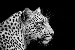 Beverly Joubert Instagram - It's a face we'll never forget. Distinguished by that inconspicuous, but iconic, spot between her whiskers—just one of the many idiosyncrasies that  made Legadema such a special cat—she had a spark of curiosity that seemed to exceed the inquisitiveness so typical of her kind. We feel incredibly privileged to have spent four years watching Legadema grow from a helpless cub into an accomplished huntress and along the way our mission to protect the world's remaining wild cats was shaped. 

Inspired by cats like Legadema, @DereckJoubert and I founded the Big Cats Initiative (BCI) over a decade ago to reverse the alarming decline of these apex predators. Now run by @Greatplainsfoundation, the BCI funds on-the-ground research and innovative conservation projects that safeguard big cats and their habitats.

But conservation doesn't come cheap. To help raise funds for the initiative, you can purchase this print (as well as five others) from my website with 100% of the proceeds going towards the initiative. Buy a print. Save big cats.

👉 Tap the link in my bio to explore the collection and make a difference.

📸 Print options:
🖼️ Two portrait images (120cm x 80cm) – $850 each
🖼️ Four landscape images (51cm x 34cm) – $550 each

#BigCatsInitiative #Conservation #SaveBigCats #WildlifeArt #PhotographyForACause #BigCatConservation #leopard #legadema #bigcats #GreatPlainsConservation #DereckandBeverlyJoubert #EcoTourism #conservation #ConservationTourism #GreatPlainsFoundation #eyeoftheleopard