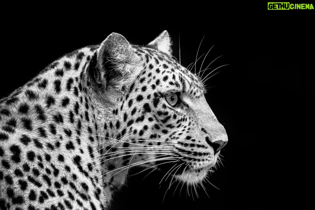 Beverly Joubert - 2.6K Likes - It's a face we'll never forget. Distinguished by that inconspicuous, but iconic, spot between her whiskers—just one of the many idiosyncrasies that made Legadema such a special cat—she had a spark of curiosity that seemed to exceed the inquisitiveness so typical of her kind. We feel incredibly privileged to have spent four years watching Legadema grow from a helpless cub into an accomplished huntress and along the way our mission to protect the world's remaining wild cats was shaped.
Inspired by cats like Legadema, @DereckJoubert and I founded the Big Cats Initiative (BCI) over a decade ago to reverse the alarming decline of these apex predators. Now run by @Greatplainsfoundation, the BCI funds on-the-ground research and innovative conservation projects that safeguard big cats and their habitats.
But conservation doesn't come cheap. To help raise funds for the initiative, you can purchase this print (as well as five others) from my website with 100% of the proceeds going towards the initiative. Buy a print. Save big cats.
👉 Tap the link in my bio to explore the collection and make a difference.
📸 Print options:
🖼️ Two portrait images (120cm x 80cm) – $850 each
🖼️ Four landscape images (51cm x 34cm) – $550 each
#BigCatsInitiative #Conservation #SaveBigCats #WildlifeArt #PhotographyForACause #BigCatConservation #leopard #legadema #bigcats #GreatPlainsConservation #DereckandBeverlyJoubert #EcoTourism #conservation #ConservationTourism #GreatPlainsFoundation #eyeoftheleopard