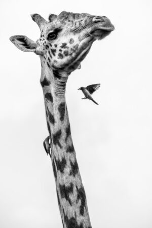 Beverly Joubert Instagram - A giraffe is never truly alone. Look closely, and you’ll often spot small, feathered companions—oxpeckers—clinging to its patterned coat. These industrious birds have mastered the art of living off large mammals, feasting on burrowing parasites like ticks and fleas. For the most part, it's a symbiotic relationship: the giraffe tolerates the fluttering visitors in exchange for a little pest control. But nature is rarely simple. Oxpeckers don’t just remove parasites—they also feed on blood, sometimes plucking at open wounds and slowing the healing process. For this giraffe, the constant pecking is both a relief and an annoyance. The wild is full of these delicate balances, where survival is a dance of give and take.

Title: A moment in time
This image, among others, is available for purchase on my website, link in the bio.⁣⁣⁣⁣
.⁣⁣⁣⁣
⁣⁣⁣
⁣⁣⁣⁣
#giraffe # #wildlifephotography #conservation #fineartphotography