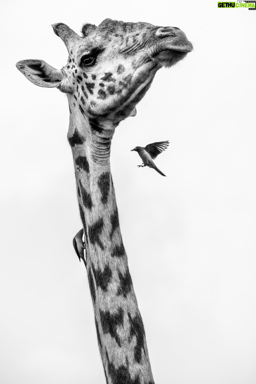 Beverly Joubert - 2.7K Likes - A giraffe is never truly alone. Look closely, and you’ll often spot small, feathered companions—oxpeckers—clinging to its patterned coat. These industrious birds have mastered the art of living off large mammals, feasting on burrowing parasites like ticks and fleas. For the most part, it's a symbiotic relationship: the giraffe tolerates the fluttering visitors in exchange for a little pest control. But nature is rarely simple. Oxpeckers don’t just remove parasites—they also feed on blood, sometimes plucking at open wounds and slowing the healing process. For this giraffe, the constant pecking is both a relief and an annoyance. The wild is full of these delicate balances, where survival is a dance of give and take.
Title: A moment in time
This image, among others, is available for purchase on my website, link in the bio.
.
#giraffe # #wildlifephotography #conservation #fineartphotography