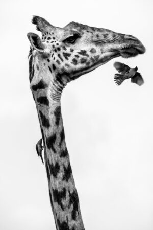 Beverly Joubert Instagram - A giraffe is never truly alone. Look closely, and you’ll often spot small, feathered companions—oxpeckers—clinging to its patterned coat. These industrious birds have mastered the art of living off large mammals, feasting on burrowing parasites like ticks and fleas. For the most part, it's a symbiotic relationship: the giraffe tolerates the fluttering visitors in exchange for a little pest control. But nature is rarely simple. Oxpeckers don’t just remove parasites—they also feed on blood, sometimes plucking at open wounds and slowing the healing process. For this giraffe, the constant pecking is both a relief and an annoyance. The wild is full of these delicate balances, where survival is a dance of give and take.

Title: A moment in time
This image, among others, is available for purchase on my website, link in the bio.⁣⁣⁣⁣
.⁣⁣⁣⁣
⁣⁣⁣
⁣⁣⁣⁣
#giraffe # #wildlifephotography #conservation #fineartphotography