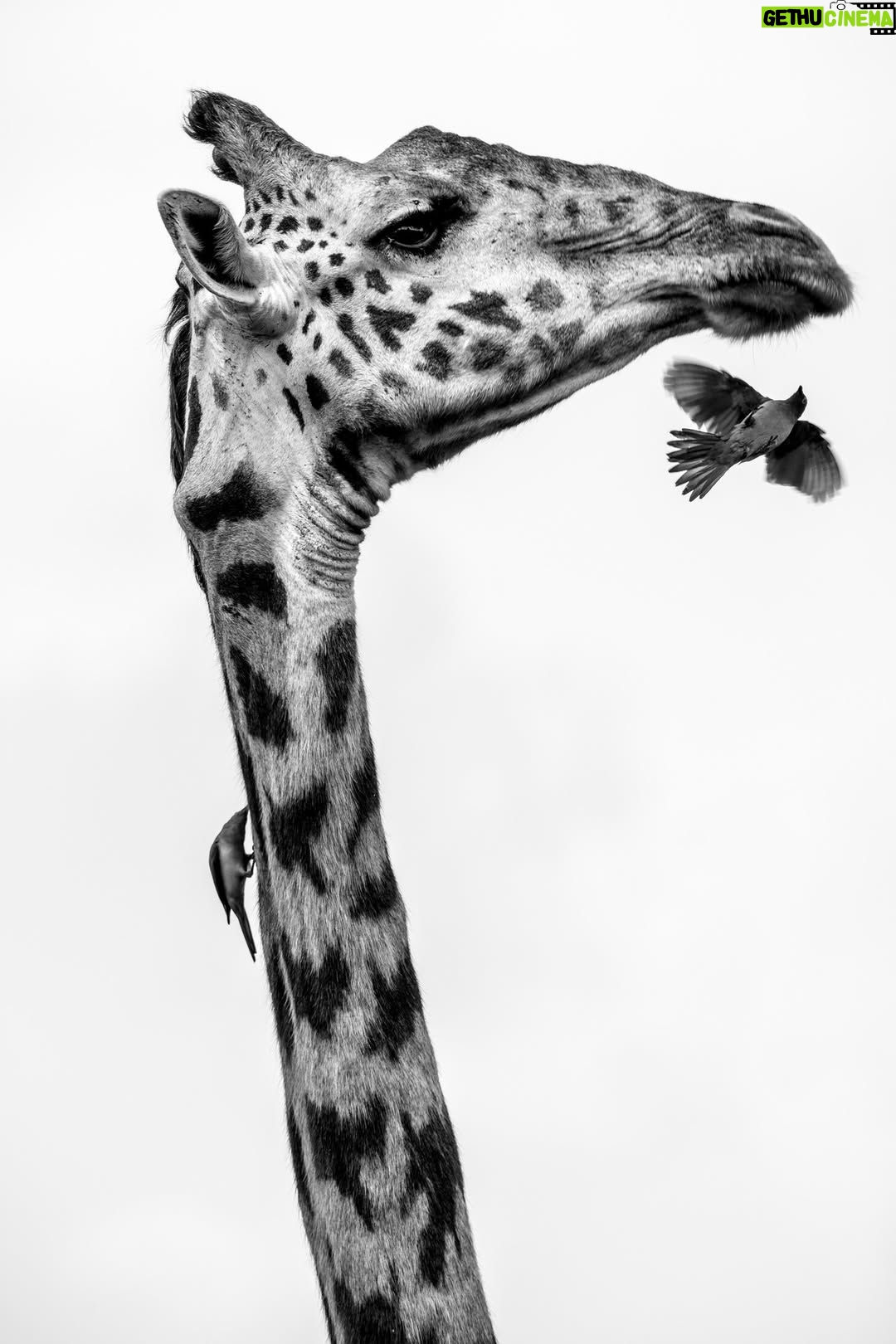 Beverly Joubert - 2.7K Likes - A giraffe is never truly alone. Look closely, and you’ll often spot small, feathered companions—oxpeckers—clinging to its patterned coat. These industrious birds have mastered the art of living off large mammals, feasting on burrowing parasites like ticks and fleas. For the most part, it's a symbiotic relationship: the giraffe tolerates the fluttering visitors in exchange for a little pest control. But nature is rarely simple. Oxpeckers don’t just remove parasites—they also feed on blood, sometimes plucking at open wounds and slowing the healing process. For this giraffe, the constant pecking is both a relief and an annoyance. The wild is full of these delicate balances, where survival is a dance of give and take.
Title: A moment in time
This image, among others, is available for purchase on my website, link in the bio.
.
#giraffe # #wildlifephotography #conservation #fineartphotography