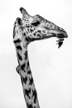 Beverly Joubert Instagram - A giraffe is never truly alone. Look closely, and you’ll often spot small, feathered companions—oxpeckers—clinging to its patterned coat. These industrious birds have mastered the art of living off large mammals, feasting on burrowing parasites like ticks and fleas. For the most part, it's a symbiotic relationship: the giraffe tolerates the fluttering visitors in exchange for a little pest control. But nature is rarely simple. Oxpeckers don’t just remove parasites—they also feed on blood, sometimes plucking at open wounds and slowing the healing process. For this giraffe, the constant pecking is both a relief and an annoyance. The wild is full of these delicate balances, where survival is a dance of give and take.

Title: A moment in time
This image, among others, is available for purchase on my website, link in the bio.⁣⁣⁣⁣
.⁣⁣⁣⁣
⁣⁣⁣
⁣⁣⁣⁣
#giraffe # #wildlifephotography #conservation #fineartphotography