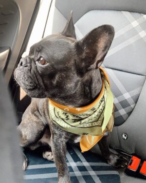 Camila Andrade Instagram - 2 años de tu partida mi chinito lindo! 
Te amo y recuerdo para siempre 👼🏻 🐕🕊️❤️