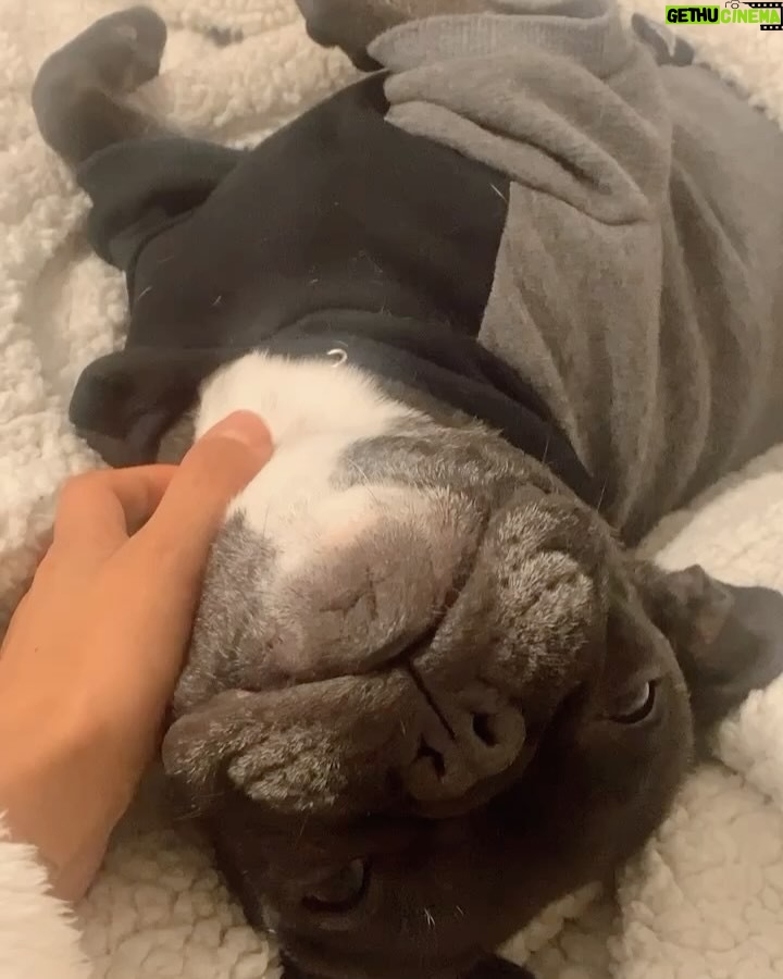 Camila Andrade - 10.5K Likes - 2 años de tu partida mi chinito lindo!
Te amo y recuerdo para siempre 👼🏻 🐕🕊️❤️