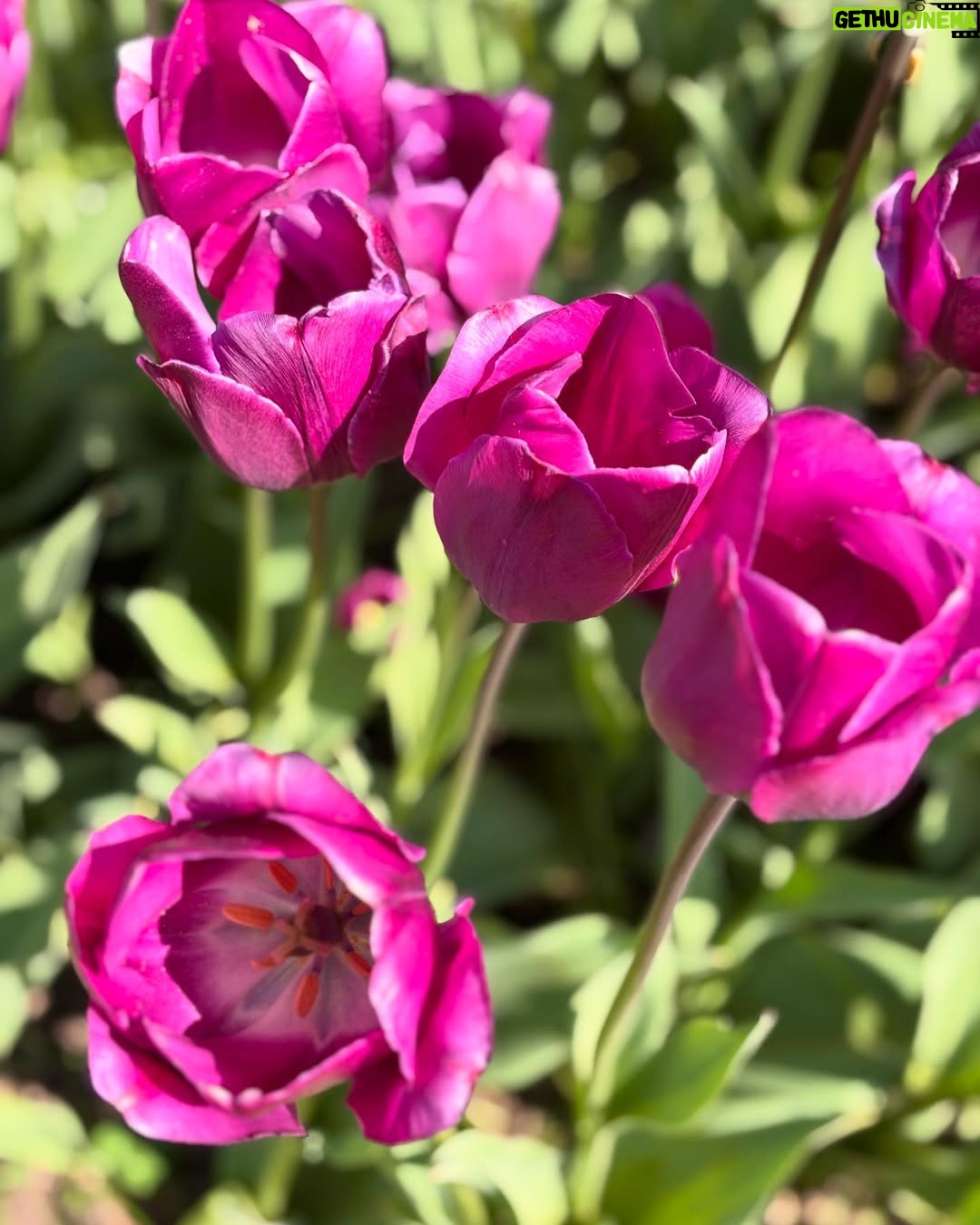 Camila Raznovich - 2.8K Likes - Flower power…. #parcosigurta #borghettosulmincio #postibelli #borgodeiborghi2025 #ontheroad #italiabella #magic