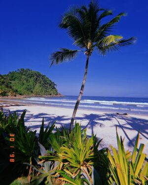Carolina Varleta Instagram - Itacare 🌴

Un lugar maravilloso al sur de bahía,Brasil.
 Bendecido por sus playas hermosas que parecen vírgenes.
Itacarezinho, Prainha, Tiririca y Resende ,  son algunas para visitar. 
Conocido por el cultivo de cacao y su increíble naturaleza . 
@nosarrancamosunrato  nos dieron el dato y se los agradezco, también nos recomendaron a Mary y su taxi . Una mujer maravillosa que nos llevó a todos nuestros paseos ( tengo el dato por si se animan a venir ) 
Hay muchos lugares deliciosos para comer mis favoritos fueron el Hotel Barracuda  , la farofa de tía Edith y  Cafeu con Cacau con unos platos hechos con amor y creatividad  (no dejar de tomar su cacao con café ESPECTACULAR ) 
Lo otro imperdible son las cachoeiras 
( cascadas ) con un paisaje salvaje y natural .
Para venir con niñ@S ES MUY RECOMENDABLE 
Itacaré muito legal ❣️
Me traje mi @kombu_chacha porque es la más refrescante y es la única kombucha certificada orgánica en chile 🌿