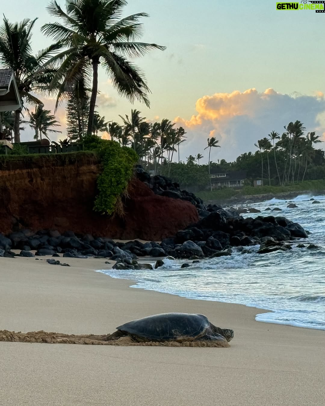 Catherine Paquin - 11K Likes - Fav album ever j’pense !! 🐢🐚🌞 pour l’une de mes fav destination, Mahalo Kauai ✨