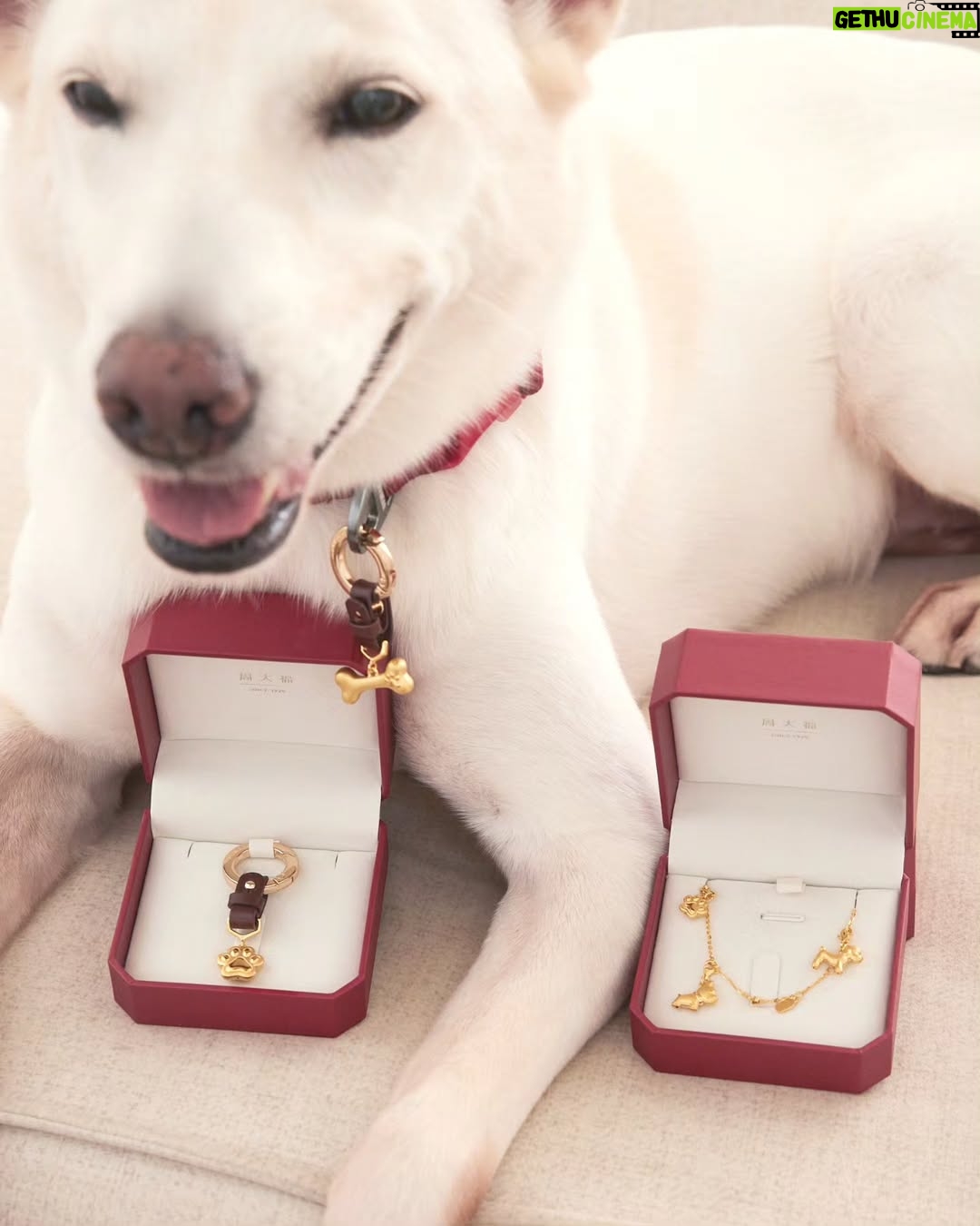 Chantalle Ng - 6.3K Likes - Even our furry friends deserve to sparkle ✨🐾
Adorning my best friend with a touch of luxury from @chowtaifookjewellery ❤️
#ChowTaiFook #周大福 #CTFPET#周大福寵物珠寶 #CTFGold #GoldLegacy