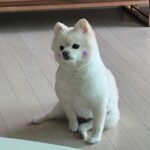 Choi Yeon-cheong
