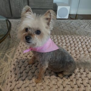 Chrishell Stause Instagram - Our beloved Gracie left us peacefully today. Thank you to anyone that was a friend to her and helped make her life here better. 
It’s impossible to post a fraction of the joy this angel brought me. 

Gracie was adopted from the @burbankanimalshelter and for the next week, if you tell them Gracie’s name, I will be covering all adoption fees. ♥️