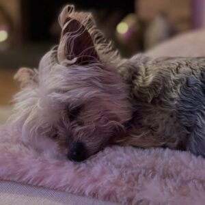 Chrishell Stause Instagram - Our beloved Gracie left us peacefully today. Thank you to anyone that was a friend to her and helped make her life here better. 
It’s impossible to post a fraction of the joy this angel brought me. 

Gracie was adopted from the @burbankanimalshelter and for the next week, if you tell them Gracie’s name, I will be covering all adoption fees. ♥️