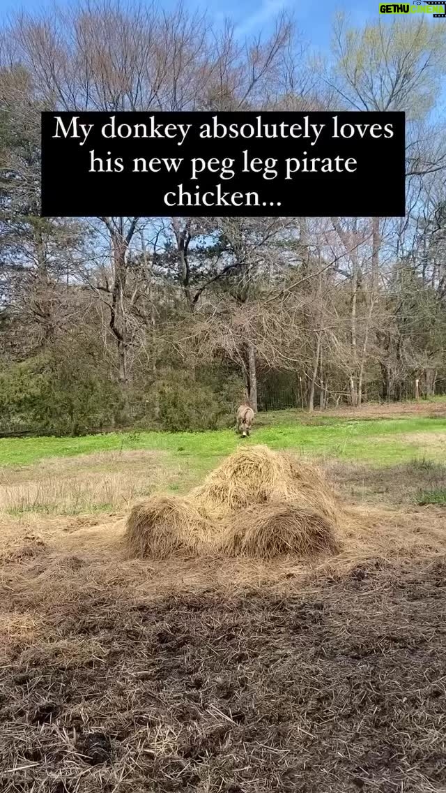 Christine Elise - 880 Likes - This donkey’s joy is contagious 🥺
(Debbie Schluterman via Viralhog)
-
#donkey #donkeysofinstagram #donkeyoftheday #pubity #joy