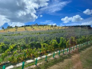 Claudia Conserva Instagram - Esta isla Waiheke, es famosa por sus viñedos, está lleno de lugares para probar cepas distintas, nos encontramos con una Chilena que nos atendió la raja, el resto probaba un poquito y nosotros copas repletas de vino 😄 excelente! 
Se pasó la isla pa linda, paisajes preciosos y gente amable. #viaje #isla #viñas #parras #vino #newzealand @vale_duque
