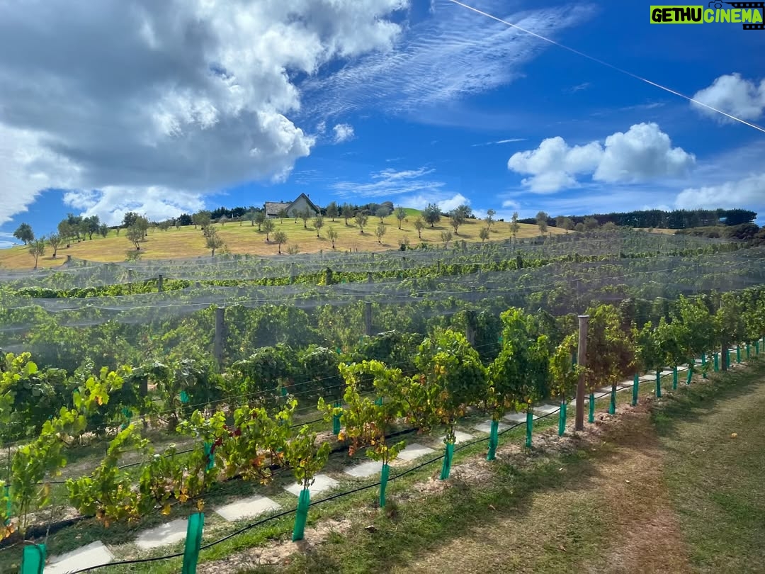 Claudia Conserva - 9.3K Likes - Esta isla Waiheke, es famosa por sus viñedos, está lleno de lugares para probar cepas distintas, nos encontramos con una Chilena que nos atendió la raja, el resto probaba un poquito y nosotros copas repletas de vino 😄 excelente!
Se pasó la isla pa linda, paisajes preciosos y gente amable. #viaje #isla #viñas #parras #vino #newzealand @vale_duque
