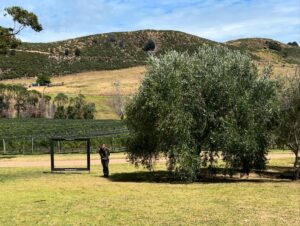 Claudia Conserva Instagram - Esta isla Waiheke, es famosa por sus viñedos, está lleno de lugares para probar cepas distintas, nos encontramos con una Chilena que nos atendió la raja, el resto probaba un poquito y nosotros copas repletas de vino 😄 excelente! 
Se pasó la isla pa linda, paisajes preciosos y gente amable. #viaje #isla #viñas #parras #vino #newzealand @vale_duque