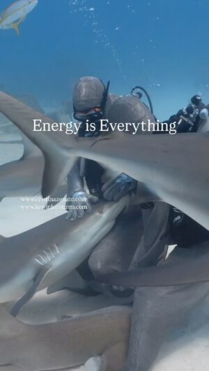 Cristina Zenato Instagram - Instinctually we know that our energy affects the world around us.

Nothing could be more valid than energy to work with sharks, diving and especially interacting with them.
Not all the girls in the shiver allow us to pet them and keep them in our lap; it is a personal choice of a selected few, usually the ones I have established a relationship for a very long time, because trust is at the base of our interactions.
During the shark interactive course with my shiver of Caribbean Reef sharks, there is a lot going on, sharks swimming around, the nurse shark intruding and pushing with his nose as the shark tries to relax, fish moving in and out, the energy of the student, eager to interact but still trying too hard and sometimes too intensely.
I teach to read the shark, the response, to handle her gently until she relaxes by adjusting the touch, the depth of the stroke, the entire output of the student, still making sure that everything else is going well.
Our energy is a key component in our interactions. 

To learn more about sharks and energy, you can join me for courses at www.cristinazenato.com Link in Bio.

Video by @kewinlorenzen  with @isotta_underwater_housings @neptunic_com @diveshearwater 

NOTE: Not all shark species need to swim in order to ventilate, many species like Caribbean Reef and Nurse have a secondary system called Buccal Pumping.