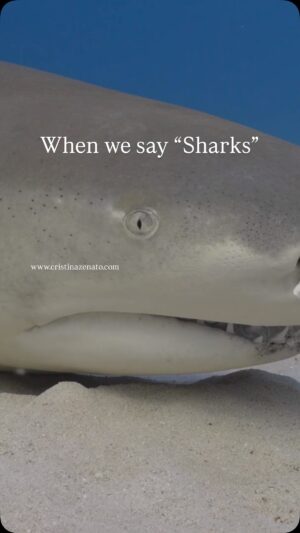 Cristina Zenato Instagram - Saying “Sharks” is like saying “Birds.”
We do not need to be ornithologists to know that not all birds can fly, sing beautifully, or sport vibrant colors.
“Sharks” is one word that includes over 530 different species, from the giant whale shark, the biggest fish in the ocean, to the smallest of the smallest, like the dwarf lantern shark. In between, there are apex predators, like great white or mako; meso predators, like the Caribbean reef or Lemon; the sharks who don’t even look like the traditional shark, like the Wobbegong or the Port Jackson; the ones with teeth, the ones who filter their food, the ones who grind it.
The first step to understanding sharks and sharing their true nature with others is to learn about their differences, the places they live, and the role they play in their ecosystem.
When divers visit us in the Bahamas, they encounter eight or nine different species of sharks; when they come with us to South Africa, they encounter eight or nine additional species of sharks they would never encounter in the Bahamas. Being able to see and experience the variety of sharks allows us to start speaking about them first as species, then as individuals within the species. Each animal is unique like we all are. Their role, environment, and changes happening in that specific location influence their behavior.
To learn more about sharks with us, visit www.cristinazenato.com
Link in bio.