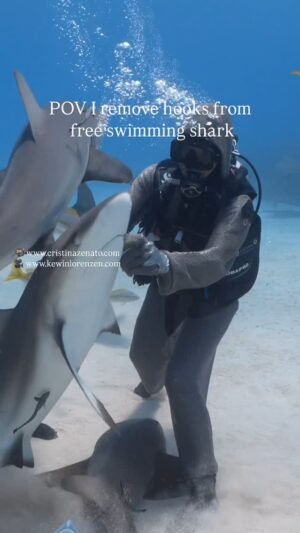 Cristina Zenato Instagram - The first step in removing a hook from one of my sharks is to evaluate the hook position and the level of embedding into the shark’s flesh. 
First I usually gently touch the hook as the shark swims by me to verify its conditions and the reaction of the animal to my gentle touch. 
If the hook feels soft and the shark is not scared by my attempt, I go to work and start the process. 
Unfortunately some hooks cause great pain and I notice that when I even simply look at the hook; the shark suddenly swims away from my reach. It is hard to explain but it feels as if the shark knows that I am thinking about removing the hook. 
If instead the shark repeats the approach and relaxes enough, I start with the removal. 
Each hook is different, not only each shark is different but the reaction of the same shark is different based on the hook and level of discomfort.
If the attempts become too stressful, I let the shark rest and try on a different dive or day.
All actions completed with the use of my safety suit @neptunic_com 
Video of hook attempts from Floppy (Caribbean Reef) by @kewinlorenzen 
The hook finally came out but it wasn’t captured on video because of my body positioning.
@isotta_underwater_housings @waterproofinternational @diveshearwater @scubapro