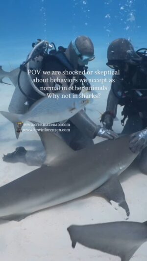 Cristina Zenato Instagram - A Caribbean Reef shark lies motionless in our laps, our  hands gently stroking her head.
She lies there for long minutes, sometimes for half hour, relaxed and trustworthy.
A behavior displayed by some of the girls I work with, not all of them, a choice they make each an every time.
It is a behavior we accept as normal in other animals but that that amazes most when it comes to sharks.
We been filled with incorrect information, hyped up news and these messages have warped the way we perceive sharks and other animals. 
When we see them behaving in what would be considered acceptable for other species, we are amazed, skeptical or even incredulous (don’t get me started on the AI accusations 🙄) a sign of the disconnect we have with the natural world. 
Like all relationships, the one I have with this specific shiver of Caribbean Reef sharks is built on time spent together, knowledge, understanding, appreciation and my love for them.
As for the resting on the ocean floor motionless most species of sharks have a secondary ventilation system called Buccal Pumping.
Diver with me @_fmaggie 
Follow to learn more about sharks and come diving with me to experience it in person www.cristinazenato.com 
Video @kewinlorenzen  with @isotta_underwater_housings @neptunic_com sharks suits @waterproofinternational @diveshearwater @scubapro