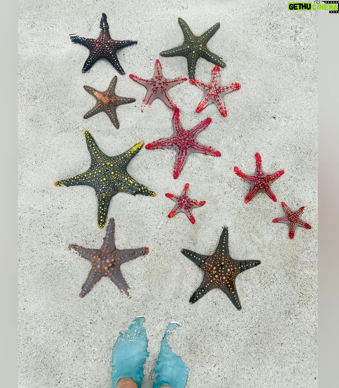 Dalia Shawky - 91.4K Likes - The secret is OUT. 🧜🏼‍♀️ 
I’m officially a MERMAID. ✨

9th slide tells you who announced the news. 🐚🥰
Also, little starfishie stole my heart away & the red studded one blew my mind away. سبحان الله 💫