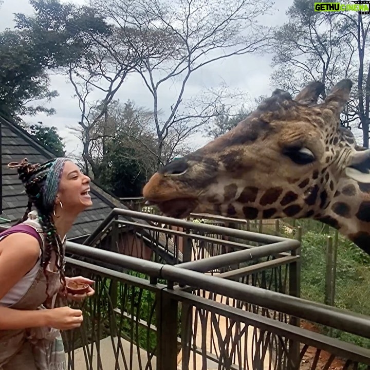 Dalia Shawky - 60.1K Likes - KENYA! 🦒🦓🐅🦣🐆🌿

Here’s to making a life-long dream of mine become a reality. Beyond ecstatic to go on this adventure of a lifetime. YOLO 🥹⚡️

Swipe more to see my besties Eddie and Betty .. 
Eddie و شوفوا 
و هو بيسمع اسمه و بيسمع كلامي و يجيلي 
و قصة حبنا اللي اول صفحة اتكتبت فيها انهارده 🤭
اتهورت و عملتها.. 🙈

علاقتي بالزرافة علاقة بحبها اوي.. من و انا صغيرة ناس كتير اوي كانت بتقعد تتريق عليا و تقولي ان رقبتي شبه الزرافة.. كانوا بيقولوهالي بطريقة مش لذيذة خالص .. كبرت و حبي للزرافة كبر معايا و كتبت مرة ان نفسي اعيش اللحظة دي اني أككلهم و اني اشوفهم في الwild حاسين بالحرية و منطلقين .. و حصل. الحمد لله.. سبحانك. 

انا لو رقبتي بتشبهوها بالزرافة 
فأنا ليا الشرف بجمالهم ده و رشاقتهم دي 🦒

انهارده كان يوم ~ عمري ماهنساه في حياتي كلها. ✨