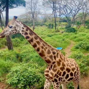 Dalia Shawky Instagram - KENYA! 🦒🦓🐅🦣🐆🌿

Here’s to making a life-long dream of mine become a reality. Beyond ecstatic to go on this adventure of a lifetime. YOLO 🥹⚡️

Swipe more to see my besties Eddie and Betty .. 
Eddie و شوفوا 
و هو بيسمع اسمه و بيسمع كلامي و يجيلي 
و قصة حبنا اللي اول صفحة اتكتبت فيها انهارده 🤭
اتهورت و عملتها.. 🙈

علاقتي بالزرافة علاقة بحبها اوي.. من و انا صغيرة ناس كتير اوي كانت بتقعد تتريق عليا و تقولي ان رقبتي شبه الزرافة.. كانوا بيقولوهالي بطريقة مش لذيذة خالص .. كبرت و حبي للزرافة كبر معايا و كتبت مرة ان نفسي اعيش اللحظة دي اني أككلهم و اني اشوفهم في الwild حاسين بالحرية و منطلقين .. و حصل. الحمد لله.. سبحانك. 

انا لو رقبتي بتشبهوها بالزرافة 
فأنا ليا الشرف بجمالهم ده و رشاقتهم دي 🦒

انهارده كان يوم ~ عمري ماهنساه في حياتي كلها. ✨