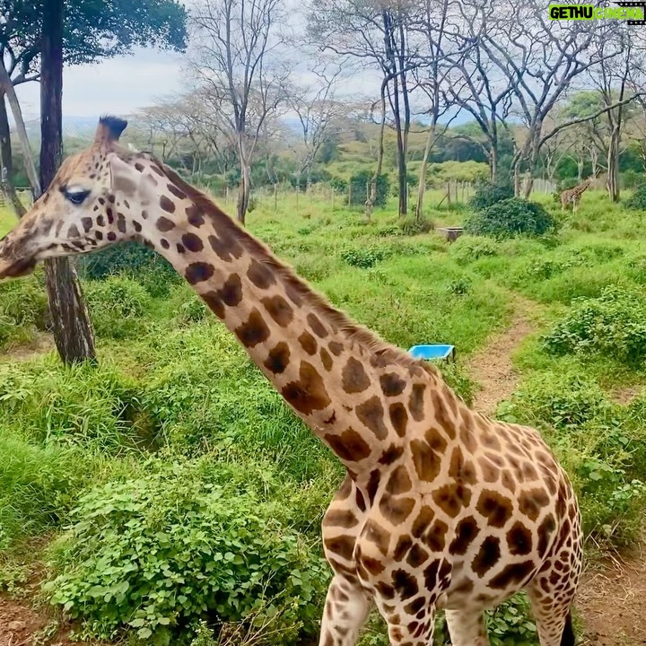 Dalia Shawky - 60.1K Likes - KENYA! 🦒🦓🐅🦣🐆🌿

Here’s to making a life-long dream of mine become a reality. Beyond ecstatic to go on this adventure of a lifetime. YOLO 🥹⚡️

Swipe more to see my besties Eddie and Betty .. 
Eddie و شوفوا 
و هو بيسمع اسمه و بيسمع كلامي و يجيلي 
و قصة حبنا اللي اول صفحة اتكتبت فيها انهارده 🤭
اتهورت و عملتها.. 🙈

علاقتي بالزرافة علاقة بحبها اوي.. من و انا صغيرة ناس كتير اوي كانت بتقعد تتريق عليا و تقولي ان رقبتي شبه الزرافة.. كانوا بيقولوهالي بطريقة مش لذيذة خالص .. كبرت و حبي للزرافة كبر معايا و كتبت مرة ان نفسي اعيش اللحظة دي اني أككلهم و اني اشوفهم في الwild حاسين بالحرية و منطلقين .. و حصل. الحمد لله.. سبحانك. 

انا لو رقبتي بتشبهوها بالزرافة 
فأنا ليا الشرف بجمالهم ده و رشاقتهم دي 🦒

انهارده كان يوم ~ عمري ماهنساه في حياتي كلها. ✨